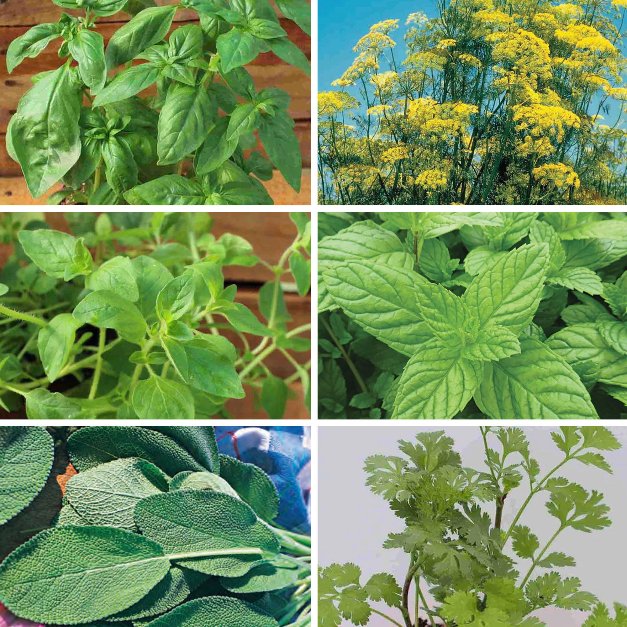 Collection of herbs
